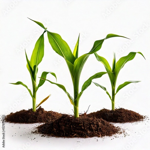 Wallpaper Mural Side view of young maize plant - corn white background.  Torontodigital.ca