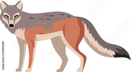 Coyote standing on rocks with ears perked and tail down, illustrated in a realistic and natural style.