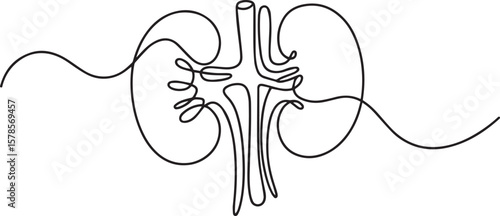  continuous line drawing of human kidneys with ureters and renal vessels in anatomical illustration