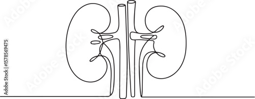  continuous line drawing of human kidneys with ureters and renal vessels in anatomical illustration