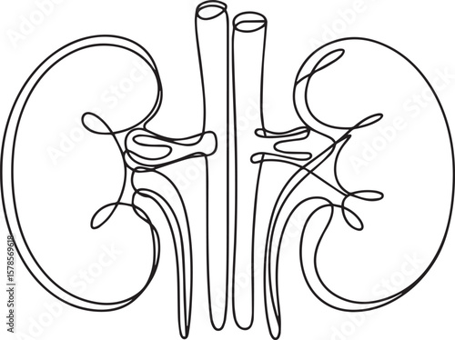  continuous line drawing of human kidneys with ureters and renal vessels in anatomical illustration