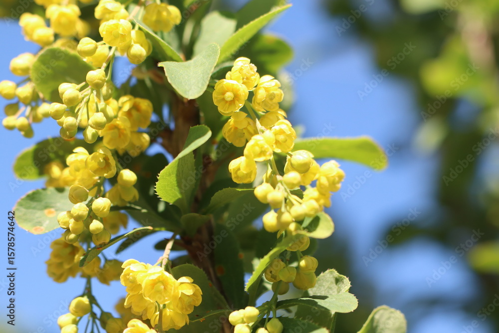 Obraz premium A Beautiful Display of Vibrant Yellow Flowers Blooms Against a Clear, Serene Blue Sky