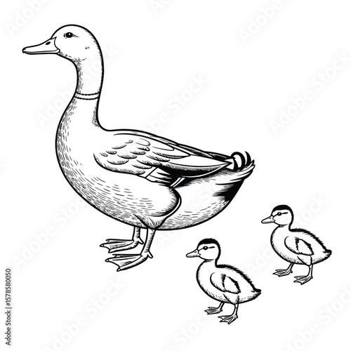 Duck mother with baby ducklings following behind in black and white vector illustration of family love and peaceful nature setting