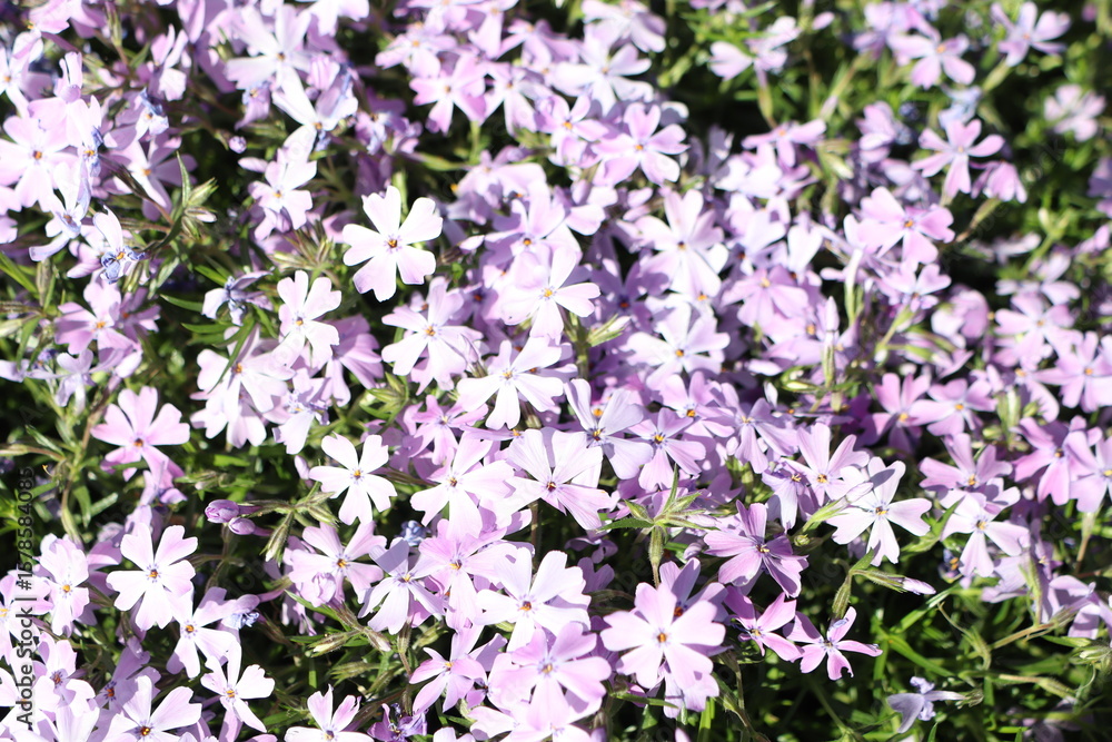 Fototapeta premium A Beautiful Cluster of Lavender Flowers in Full Bloom, Radiating Charm and Serenity