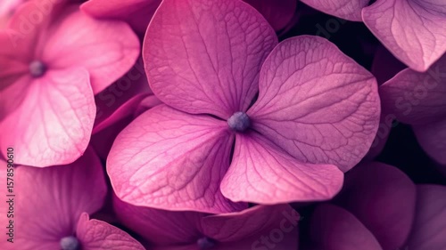 Wallpaper Mural Vibrant pink petals of a cluster of flowers with green leaves in the background. Torontodigital.ca