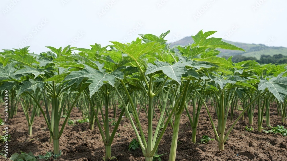 Naklejka premium Papaya plants in a field