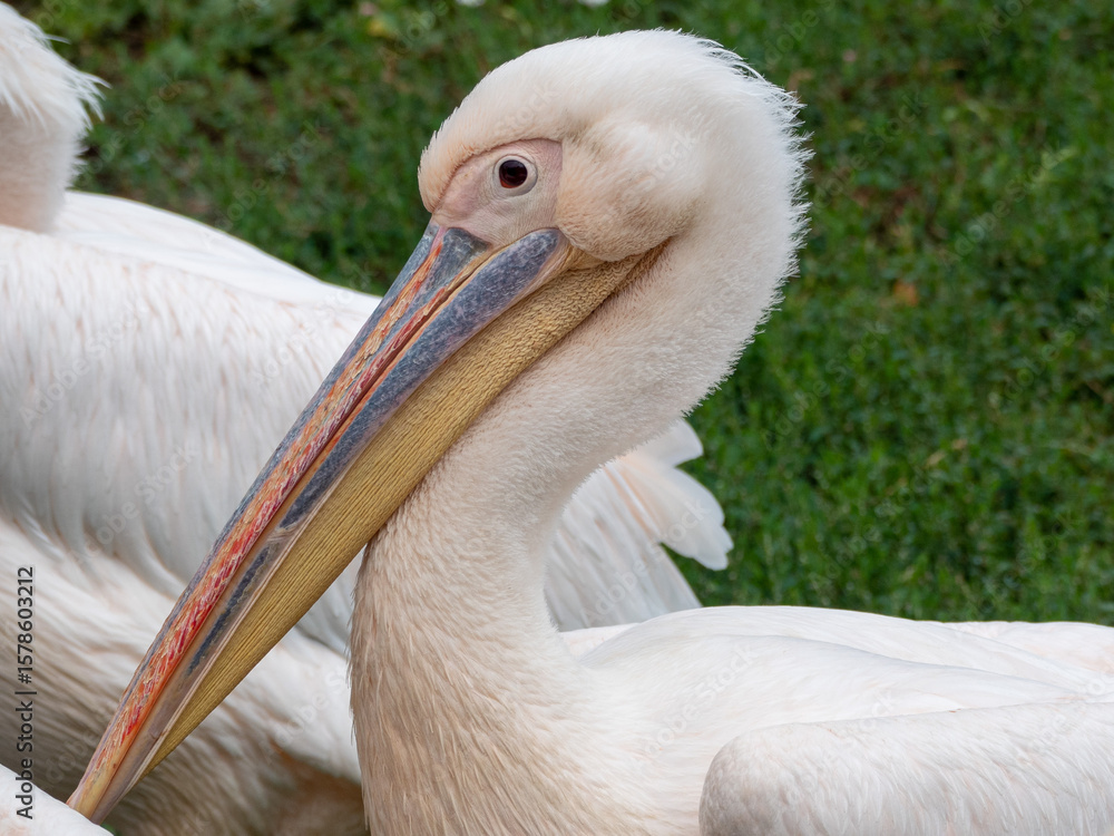 pelican in the zoo, wildn animal in the nature, pelicans pelican in the zoo, wildn animal in the nature, pelicans