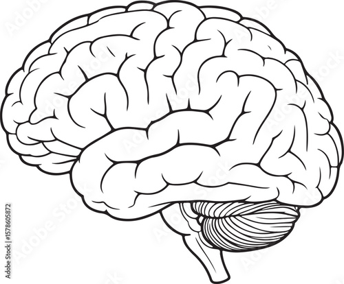 Human Brain Anatomy Line Art Illustration