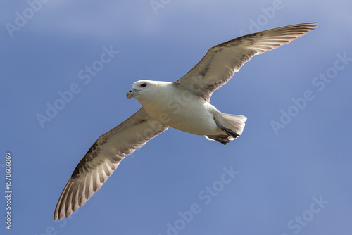 Fulmar in flight.