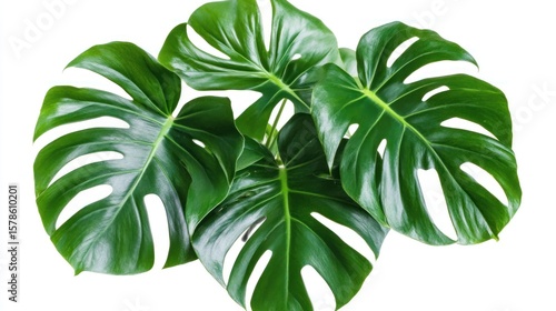 Lush green monstera leaves against white background