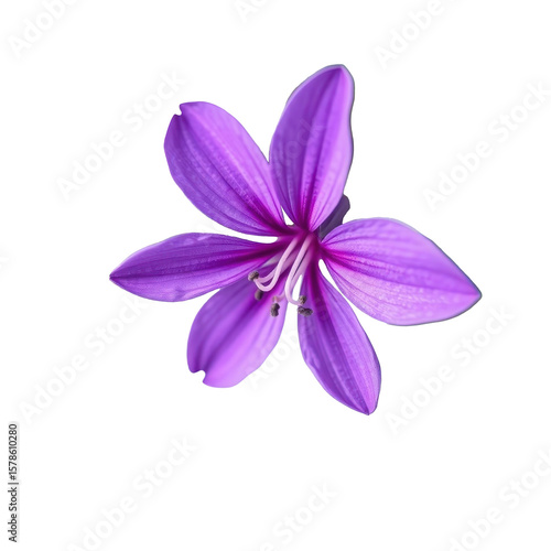 Close-up of a vibrant purple six-petaled flower with detailed veins and visible stamens on a transparent background