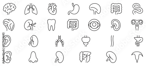 Human Organs Line Icons – Unique Medical Anatomy Symbols of Brain, Heart, Lungs, Liver, Kidneys, and Digestive System for Healthcare, Educational, and UI Design Use
