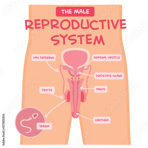 Male reproductive system with main parts labeled.