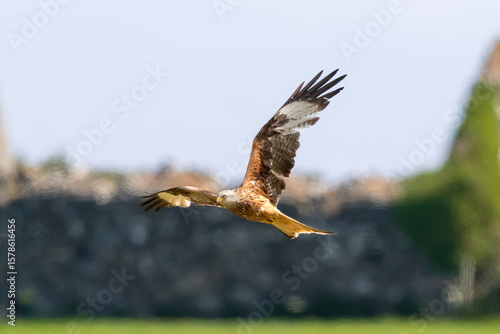 Red Kite hunting.