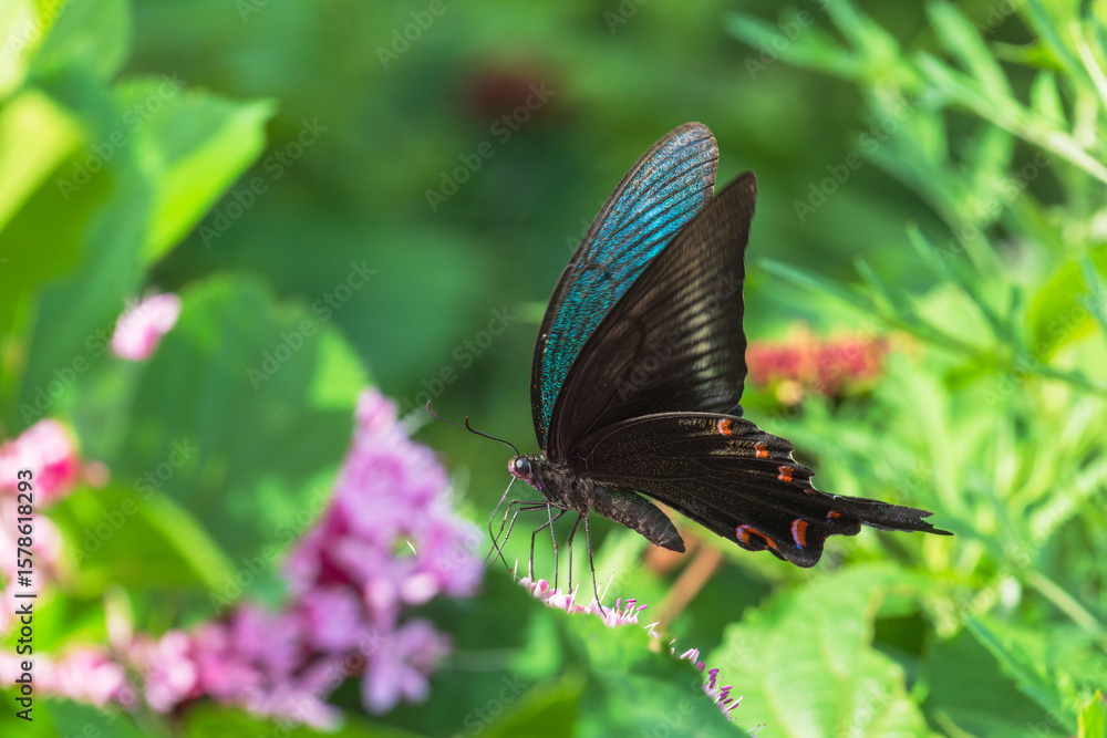 Fototapeta premium 夏の森 ボタンクサギのの花とカラスアゲハ02