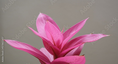 Pink Bromeliad: Delicate Hues