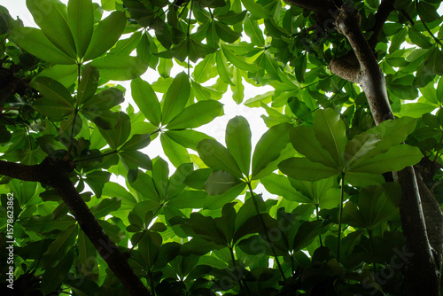 Lush Green Canopy of Alstonia Scholaris Tree Viewed from Below, Dense Foliage and Radial Leaf Pattern for Botanical and Nature Backgrounds