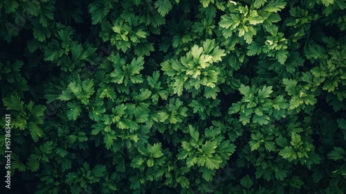 Dense green foliage texture