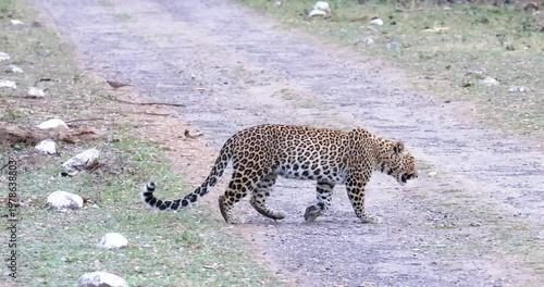 Indian Leopard cross the road 