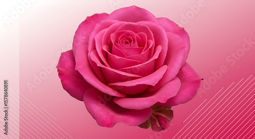 Pink Rose: A Vivid Bloom