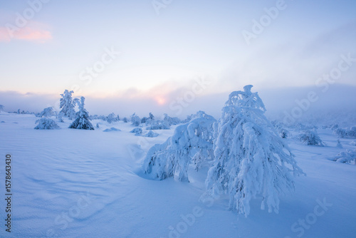 Wallpaper Mural Winter landscape in Pallas Yllastunturi National Park, Lapland, Finland Torontodigital.ca