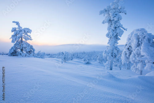 Wallpaper Mural Winter landscape in Pallas Yllastunturi National Park, Lapland, Finland Torontodigital.ca