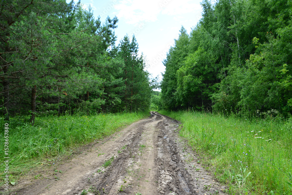 Muddy road through lush green forest going forward empty Muddy road through lush green forest going forward empty