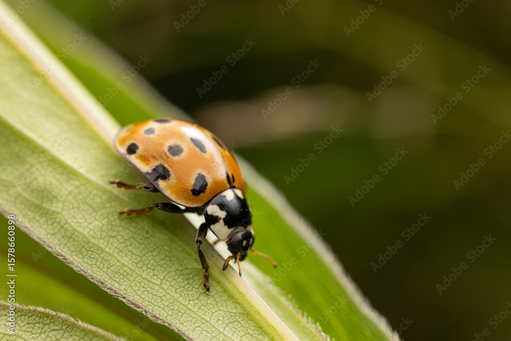 Fototapeta premium Macro shot of a vibrant red ladybug perched on a fresh green leaf. The detailed close-up highlights the insect's glossy shell, delicate legs, and natural textures in vivid sunlight