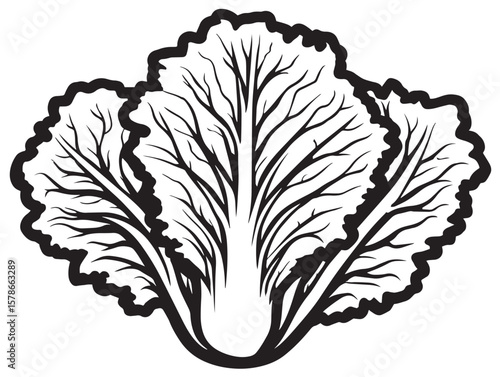 Napa Cabbage Minimal Line Icon Botanical Art