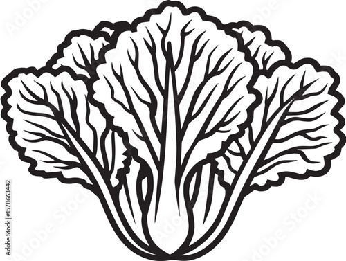 Fresh Napa Cabbage Icon with Clean Line Style