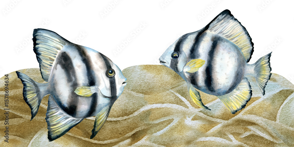 Fototapeta premium Border of black-white striped tropical fish, beige corals, sea sand. Watercolor template of seascape in beige tones isolated on white background for sea design, diving, scrapbook, sticker