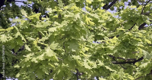 Oak crown sways in the rays of the sunny day.