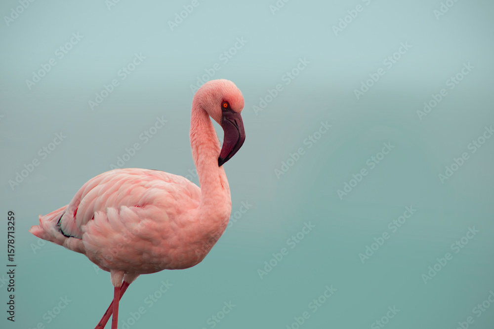 Fototapeta premium Real photo of a single pink flamingo in natural light. Feather texture, beak shape, and vivid color captured in detail—perfect for themes of wildlife, nature, and elegance.