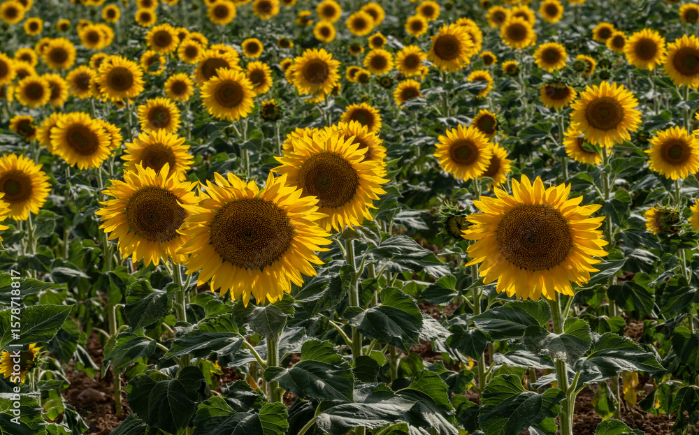 Fototapeta premium Sunflower fields in the province of Cuenca (Spain)