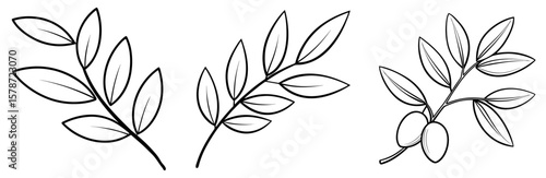Olive Branch Coloring Book Page - Outline Design