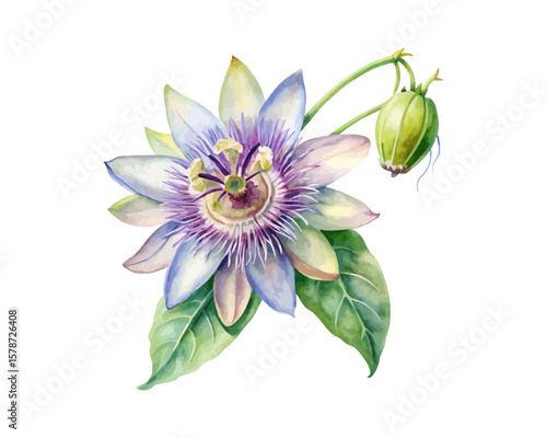 watercolor Passion Flower Branch vector illustration isolated on white background