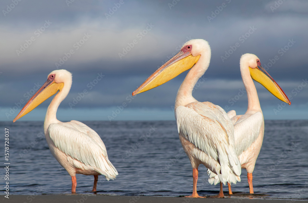 Group of African great white pelicans standing calmly in a blue lagoon under natural light. A peaceful wildlife scene reflecting the grace, balance, and beauty of wetland birdlife in Africa. Group of African great white pelicans standing calmly in a blue lagoon under natural light. A peaceful wildlife scene reflecting the grace, balance, and beauty of wetland birdlife in Africa.