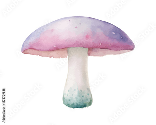 watercolor mushroom vector illustration isolated on white background