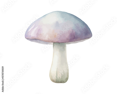 watercolor mushroom vector illustration isolated on white background