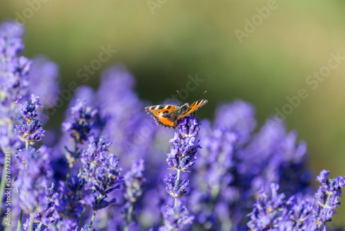 butterfly on lavender blossom