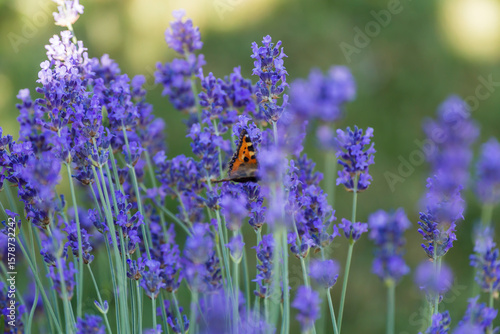 butterfly on lavender blossom