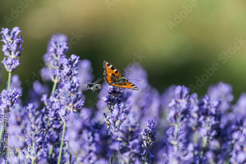 butterfly on lavender blossom