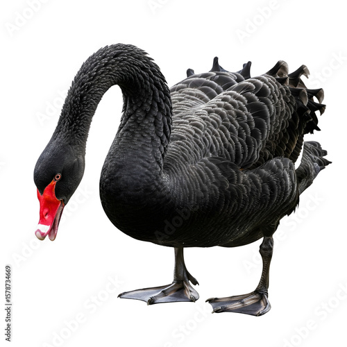 Fototapeta Naklejka Na Ścianę i Meble -  A black swan standing and looking down with its red beak isolated on transparent background