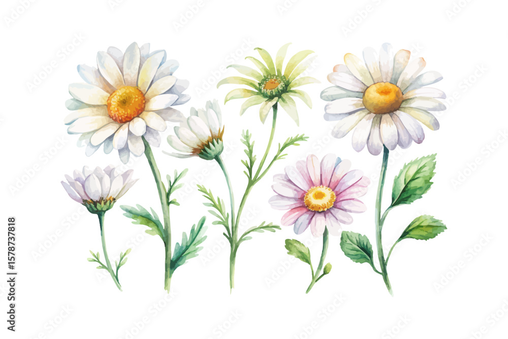 Fototapeta premium watercolor Leucanthemum branch vector illustration isolated on white background