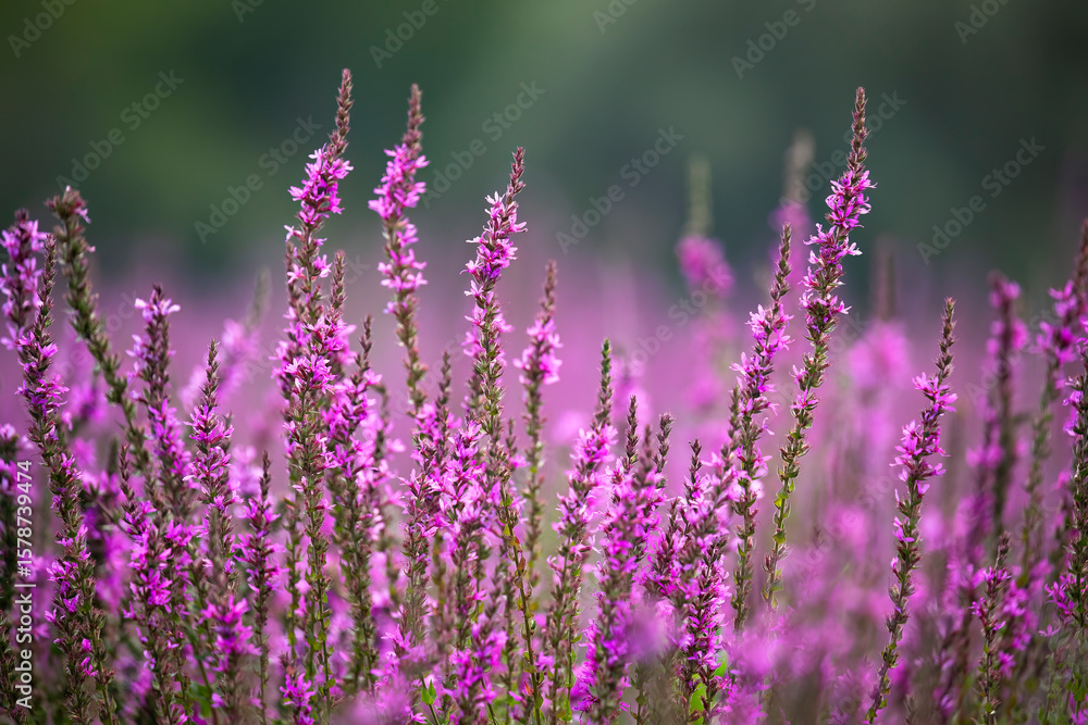 Fototapeta premium Loosestrife - Lythrum salicaria