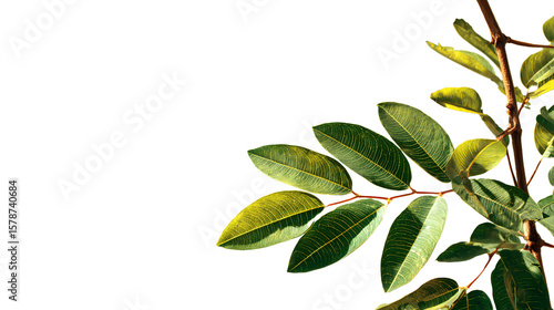 green leaves on white background