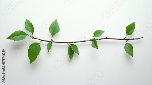 Realistic slow living photography of a fresh green branch with leaves, ideal for nature-themed projects and backgrounds