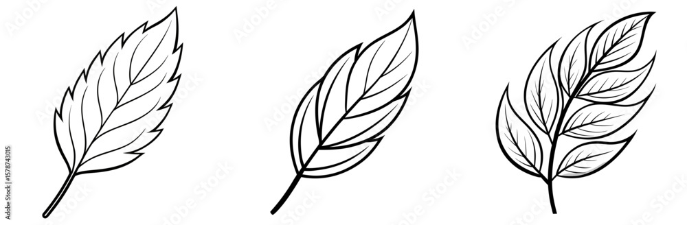 Obraz premium Willow Leaf Outline - Coloring Book Page Line Art Vector