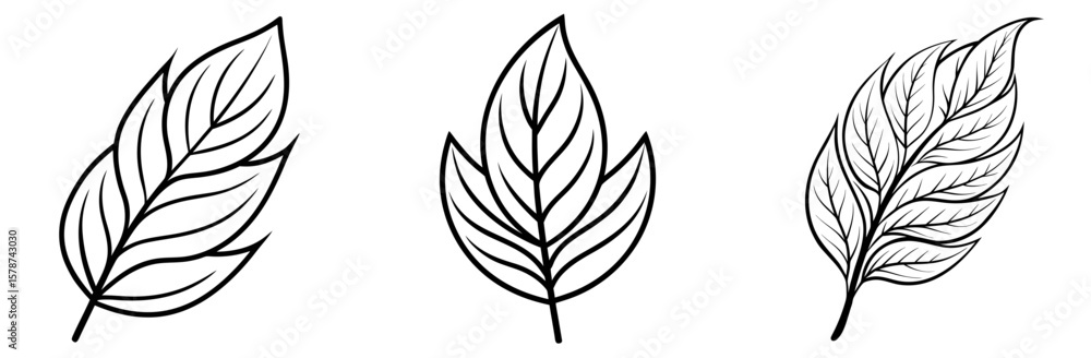 Obraz premium Willow Leaf Outline - Coloring Book Page Line Art Vector