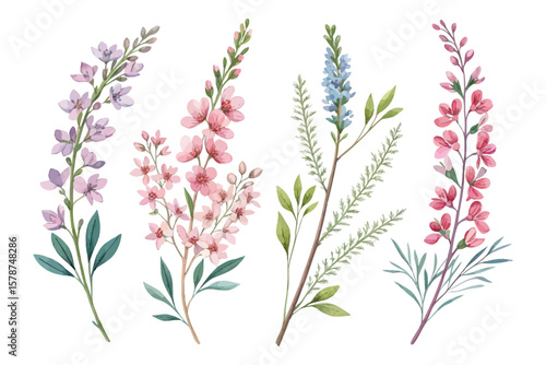 set of watercolor Heather branch vector illustration isolated on white background